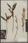 Foto von Salix triandra L. x Salix viminalis L.